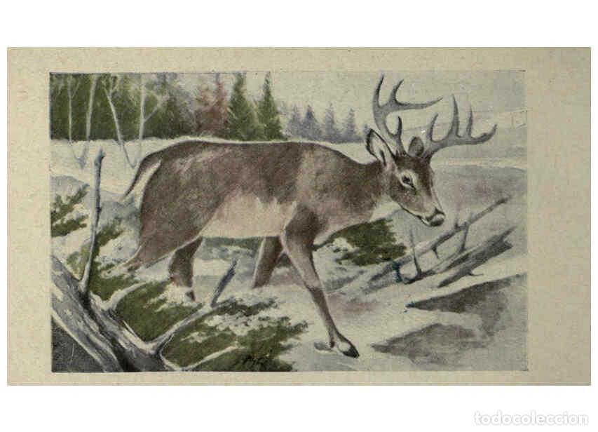 Sammeln von Zeitschriften und Zeitungen: Reproducci&oacute;n/Reproduction 6257101407: Animal guide, North American wild animals Worcester, Mass. :C.