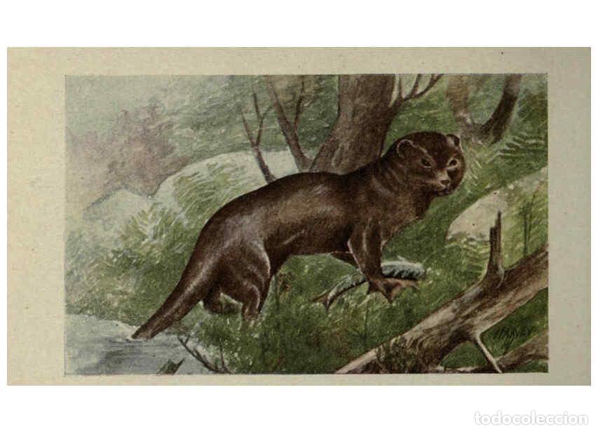 Sammeln von Zeitschriften und Zeitungen: Reproducci&oacute;n/Reproduction 6257637574: Animal guide, North American wild animals Worcester, Mass. :C.