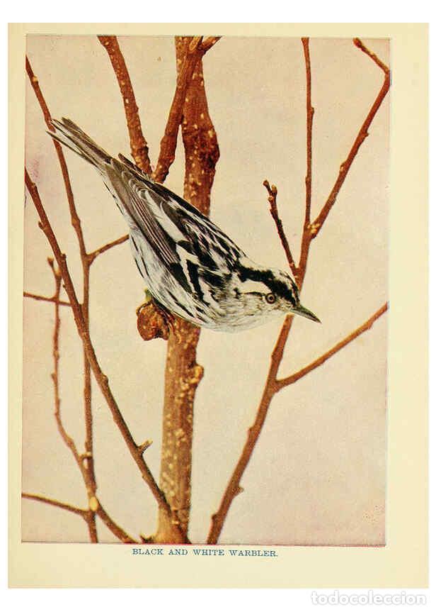 Sammeln von Zeitschriften und Zeitungen: Reproducci&oacute;n/Reproduction 6256988257: Birds of lakeside and prairie Chicago,A.W. Mumford[1901] - Edw