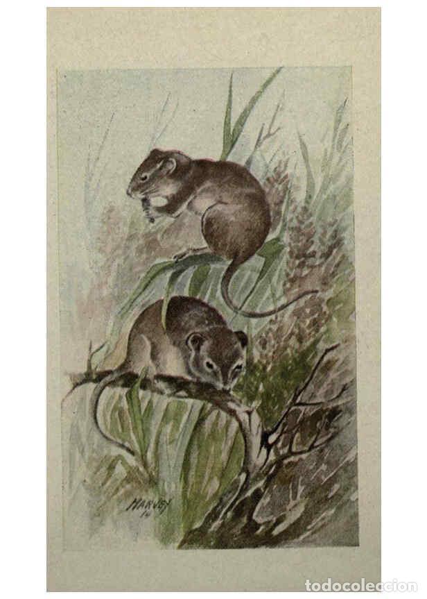 Sammeln von Zeitschriften und Zeitungen: Reproducci&oacute;n/Reproduction 6257640674: Animal guide, North American wild animals Worcester, Mass. :C.