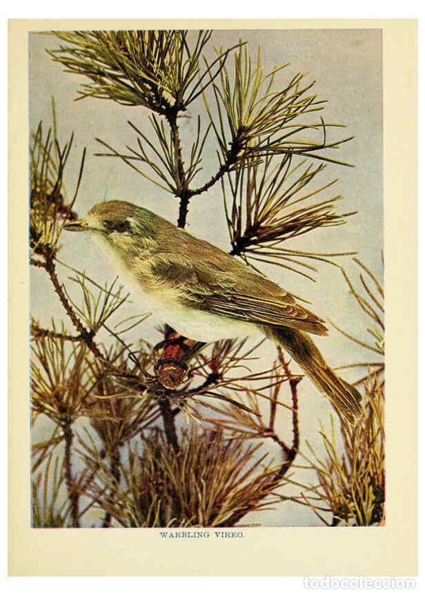 Sammeln von Zeitschriften und Zeitungen: Reproducci&oacute;n/Reproduction 6257519054: Birds of lakeside and prairie Chicago,A.W. Mumford[1901] - Edw