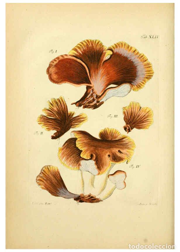 Sammeln von Zeitschriften und Zeitungen: Reproducci&oacute;n/Reproduction 6257422222: Fungorum qui in Bavaria et Palatinatu circa Ratisbonam nascunt