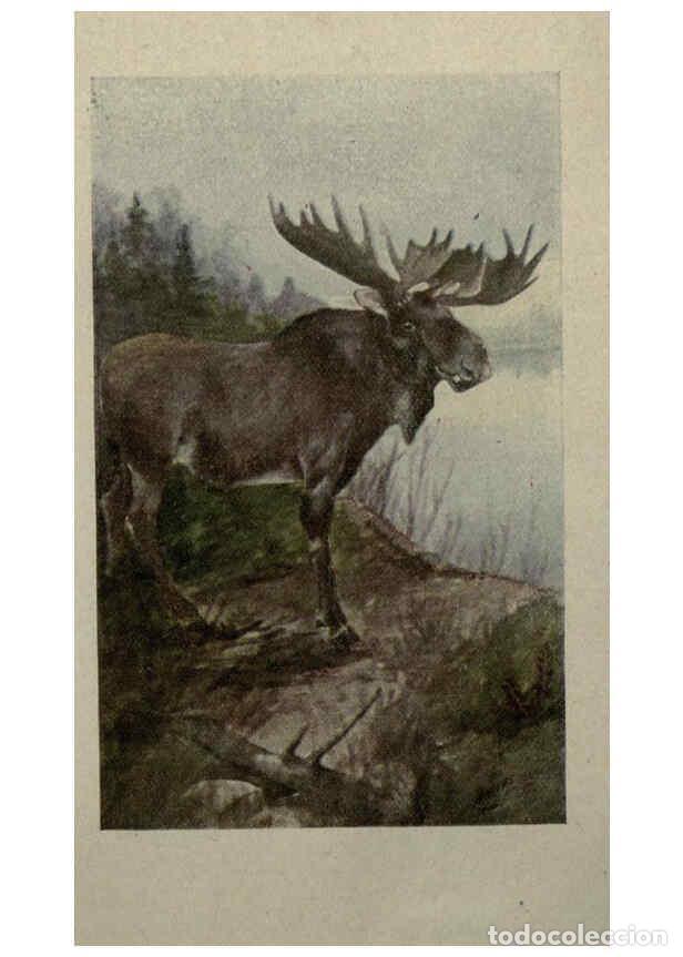 Sammeln von Zeitschriften und Zeitungen: Reproducci&oacute;n/Reproduction 6257630574: Animal guide, North American wild animals Worcester, Mass. :C.