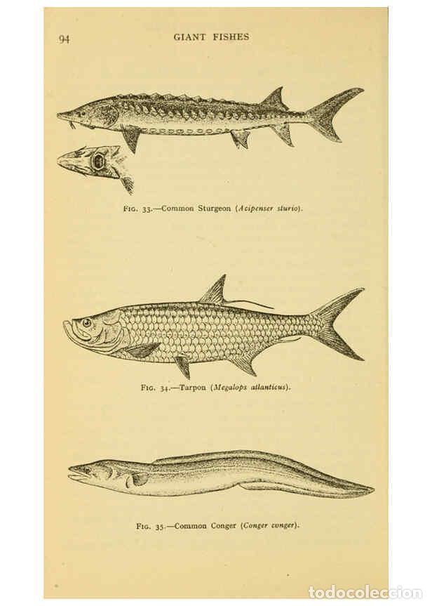 Sammeln von Zeitschriften und Zeitungen: Reproducci&oacute;n/Reproduction 6254118077: Field book of giant fishes New York,G. P. Putnam[1949] - John
