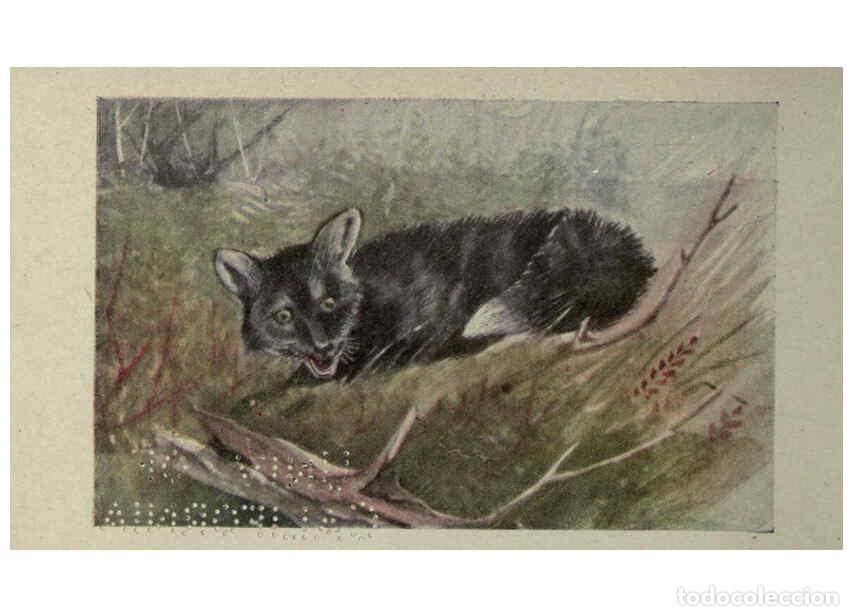 Sammeln von Zeitschriften und Zeitungen: Reproducci&oacute;n/Reproduction 6257635640: Animal guide, North American wild animals Worcester, Mass. :C.