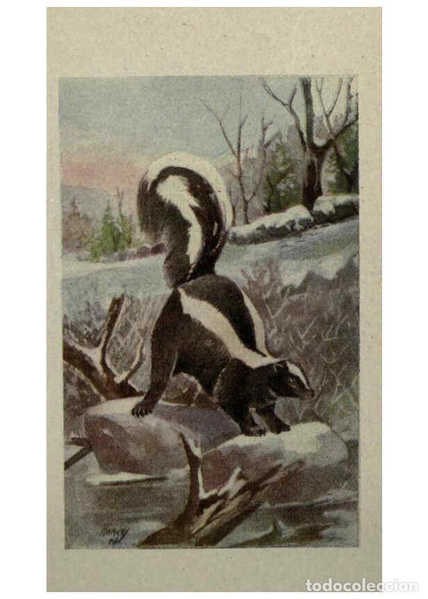 Sammeln von Zeitschriften und Zeitungen: Reproducci&oacute;n/Reproduction 6257114585: Animal guide, North American wild animals Worcester, Mass. :C.