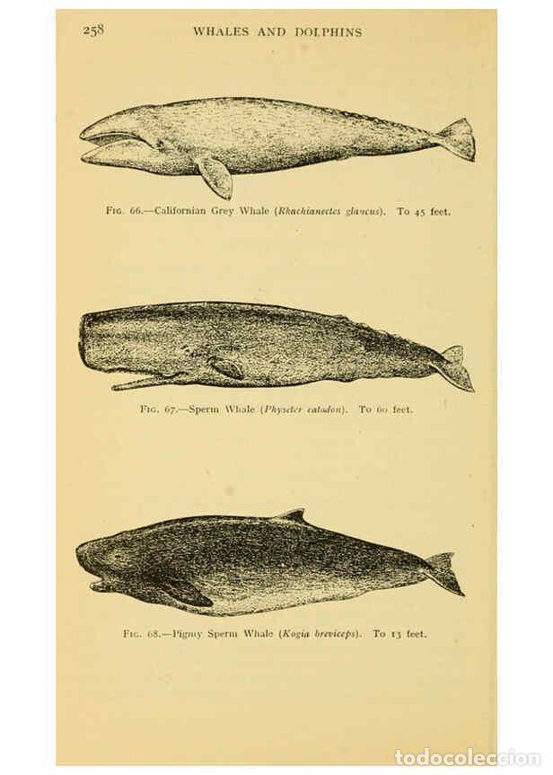 Sammeln von Zeitschriften und Zeitungen: Reproducci&oacute;n/Reproduction 6254652508: Field book of giant fishes New York,G. P. Putnam[1949] - John
