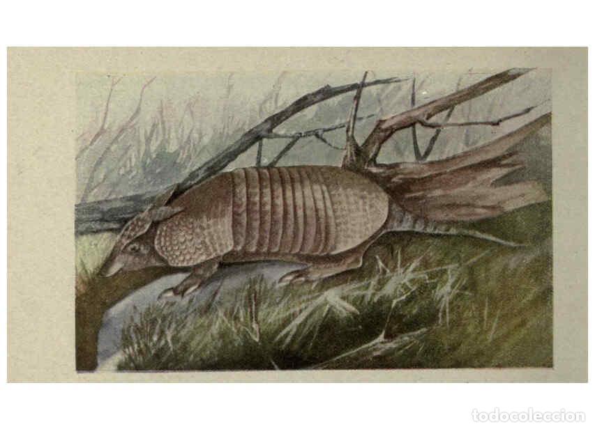 Sammeln von Zeitschriften und Zeitungen: Reproducci&oacute;n/Reproduction 6257645708: Animal guide, North American wild animals Worcester, Mass. :C.