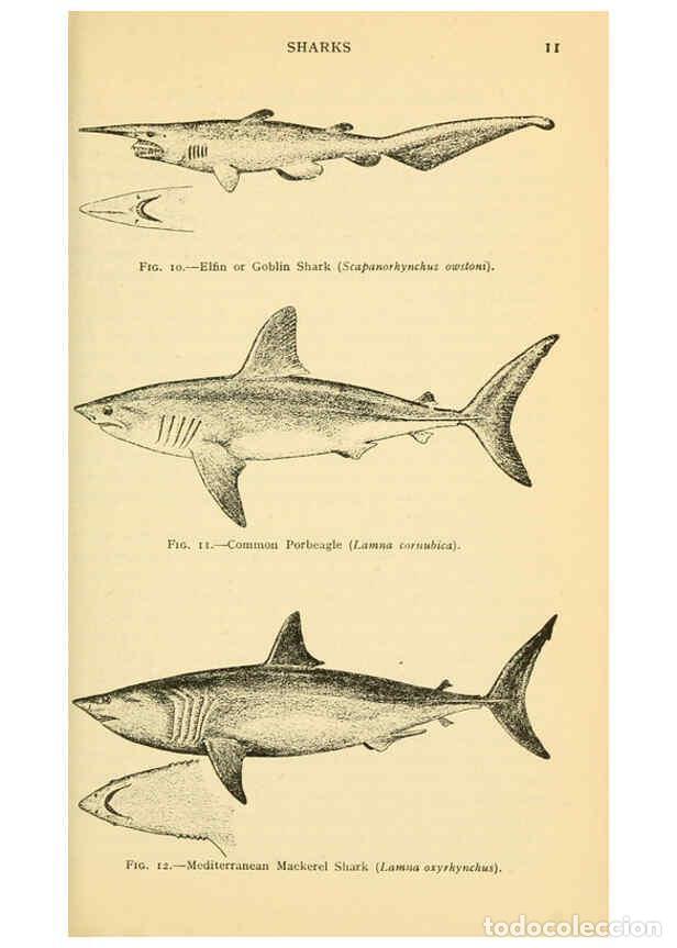 Sammeln von Zeitschriften und Zeitungen: Reproducci&oacute;n/Reproduction 6254645946: Field book of giant fishes New York,G. P. Putnam[1949] - John