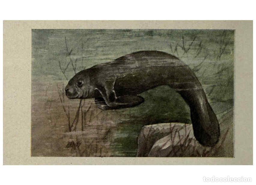 Sammeln von Zeitschriften und Zeitungen: Reproducci&oacute;n/Reproduction 6257117089: Animal guide, North American wild animals Worcester, Mass. :C.