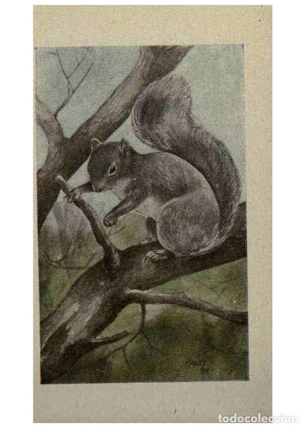 Sammeln von Zeitschriften und Zeitungen: Reproducci&oacute;n/Reproduction 6257641370: Animal guide, North American wild animals Worcester, Mass. :C.