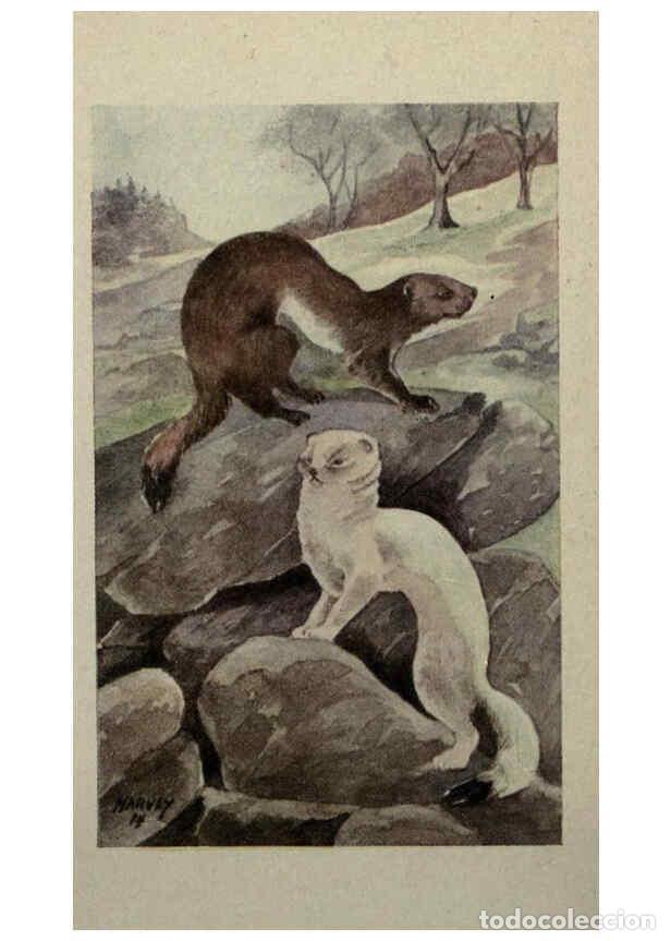 Sammeln von Zeitschriften und Zeitungen: Reproducci&oacute;n/Reproduction 6257107125: Animal guide, North American wild animals Worcester, Mass. :C.