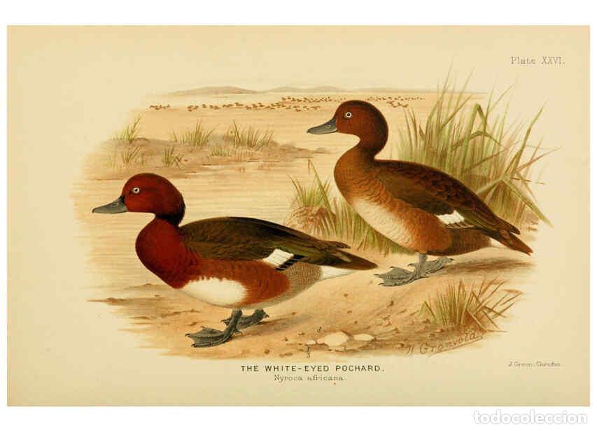 Sammeln von Zeitschriften und Zeitungen: Reproducci&oacute;n/Reproduction 6254574268: The Indian ducks and their allies [Bombay] :Published by the B