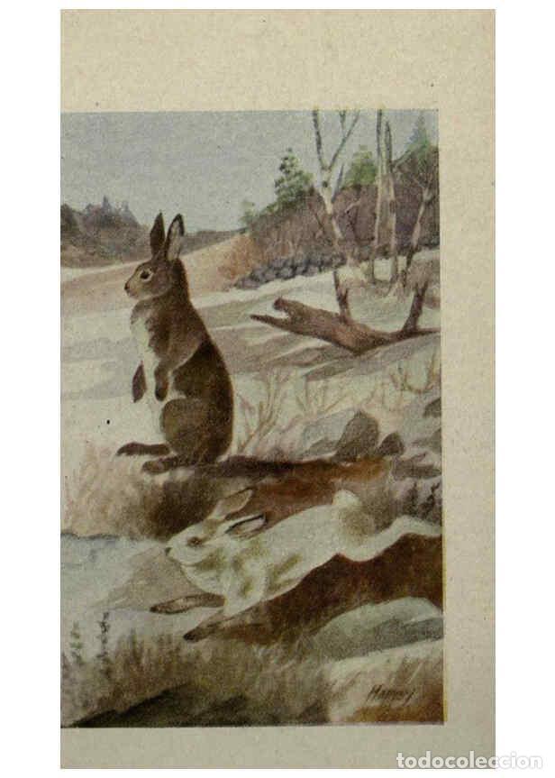 Sammeln von Zeitschriften und Zeitungen: Reproducci&oacute;n/Reproduction 6257639774: Animal guide, North American wild animals Worcester, Mass. :C.