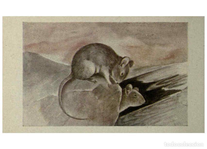 Sammeln von Zeitschriften und Zeitungen: Reproducci&oacute;n/Reproduction 6257111207: Animal guide, North American wild animals Worcester, Mass. :C.