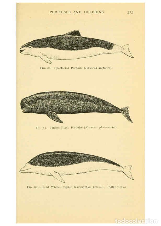 Sammeln von Zeitschriften und Zeitungen: Reproducci&oacute;n/Reproduction 6254654360: Field book of giant fishes New York,G. P. Putnam[1949] - John