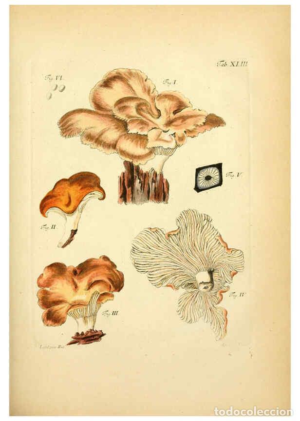 Sammeln von Zeitschriften und Zeitungen: Reproducci&oacute;n/Reproduction 6257421776: Fungorum qui in Bavaria et Palatinatu circa Ratisbonam nascunt