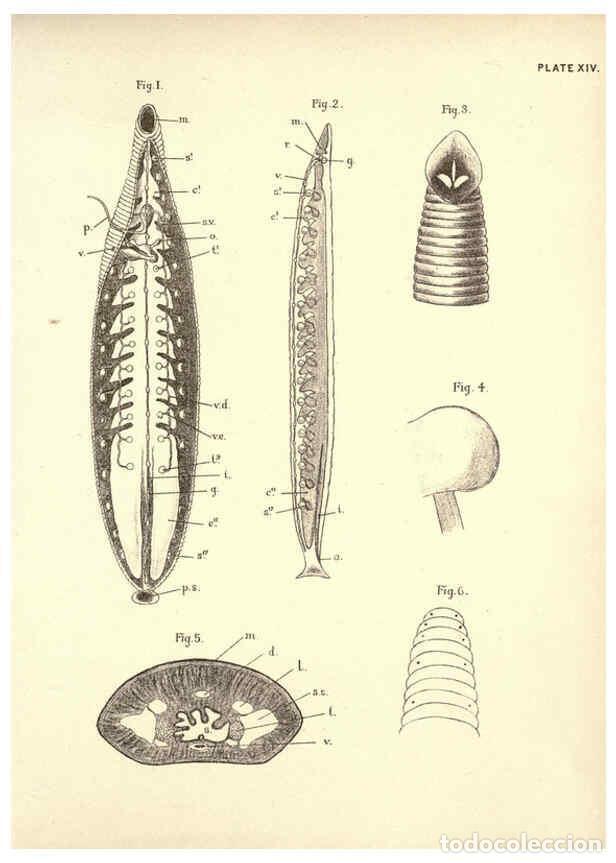 Sammeln von Zeitschriften und Zeitungen: Reproducci&oacute;n/Reproduction 6254753608: Illustrations of zoology: invertebrates & vertebrates Edinburg