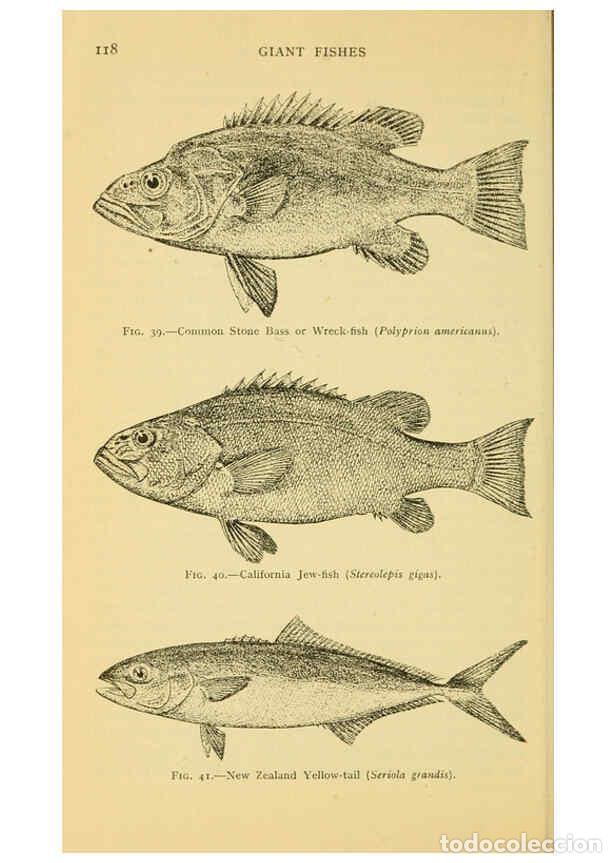 Coleccionismo de Revistas y Peri&oacute;dicos: Reproducci&oacute;n/Reproduction 6254649074: Field book of giant fishes New York,G. P. Putnam[1949] - John