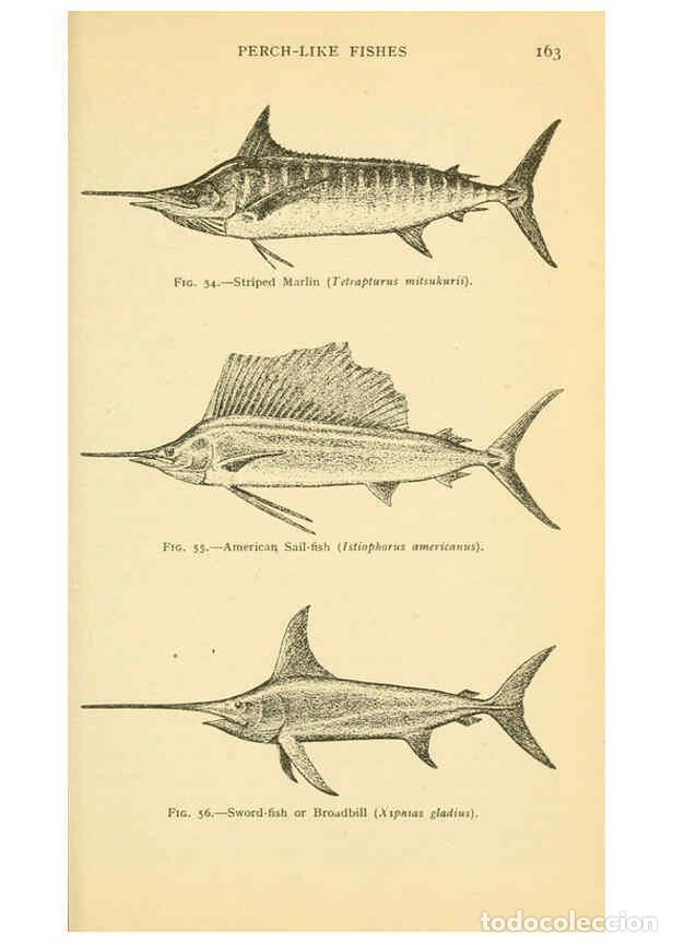 Colecionismo de Revistas e Jornais: Reproducci&oacute;n/Reproduction 6254119823: Field book of giant fishes New York,G. P. Putnam[1949] - John