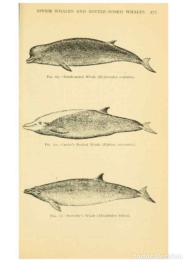 Collection Magazines and Newspapers: Reproducci&oacute;n/Reproduction 6254122237: Field book of giant fishes New York,G. P. Putnam[1949] - John