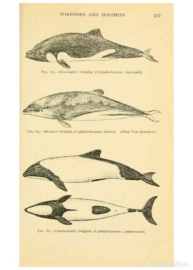 Sammeln von Zeitschriften und Zeitungen: Reproducci&oacute;n/Reproduction 6254124321: Field book of giant fishes New York,G. P. Putnam[1949] - John