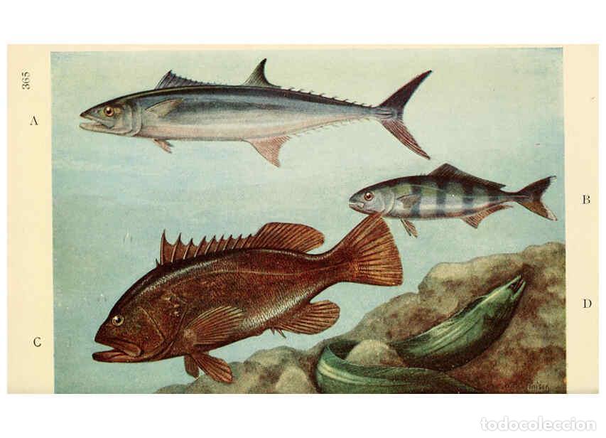 Collezionismo di Riviste e Giornali: Reproducci&oacute;n/Reproduction 6254125957: Field book of giant fishes New York,G. P. Putnam[1949] - John