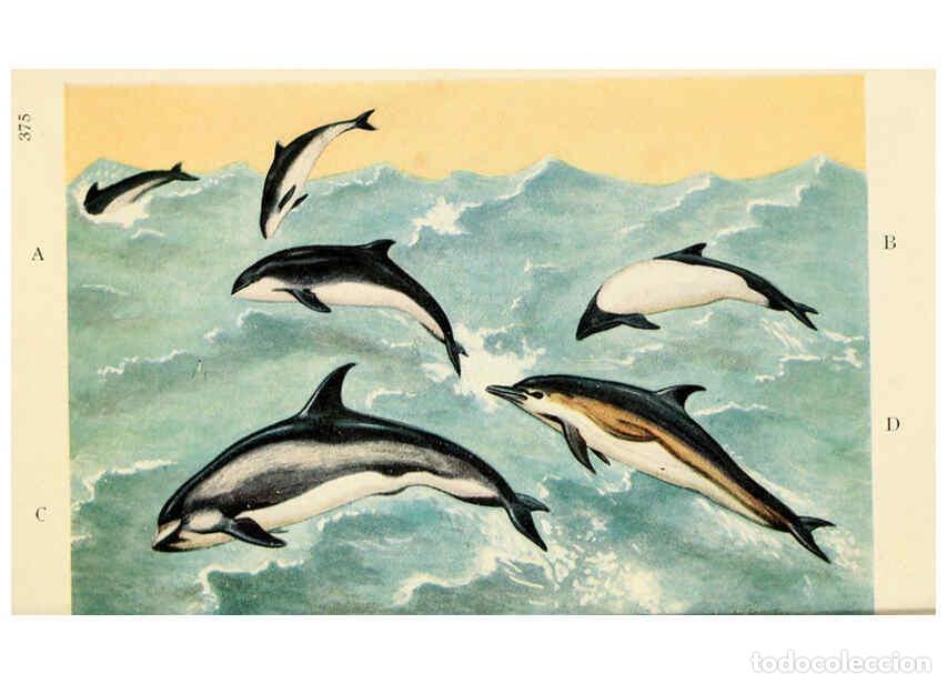 Sammeln von Zeitschriften und Zeitungen: Reproducci&oacute;n/Reproduction 6254127647: Field book of giant fishes New York,G. P. Putnam[1949] - John
