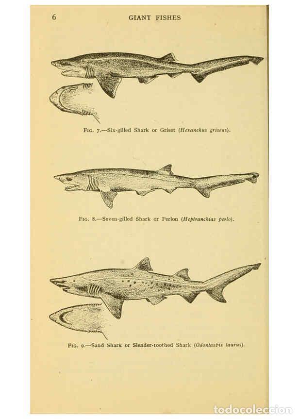 Sammeln von Zeitschriften und Zeitungen: Reproducci&oacute;n/Reproduction 6254114915: Field book of giant fishes New York,G. P. Putnam[1949] - John