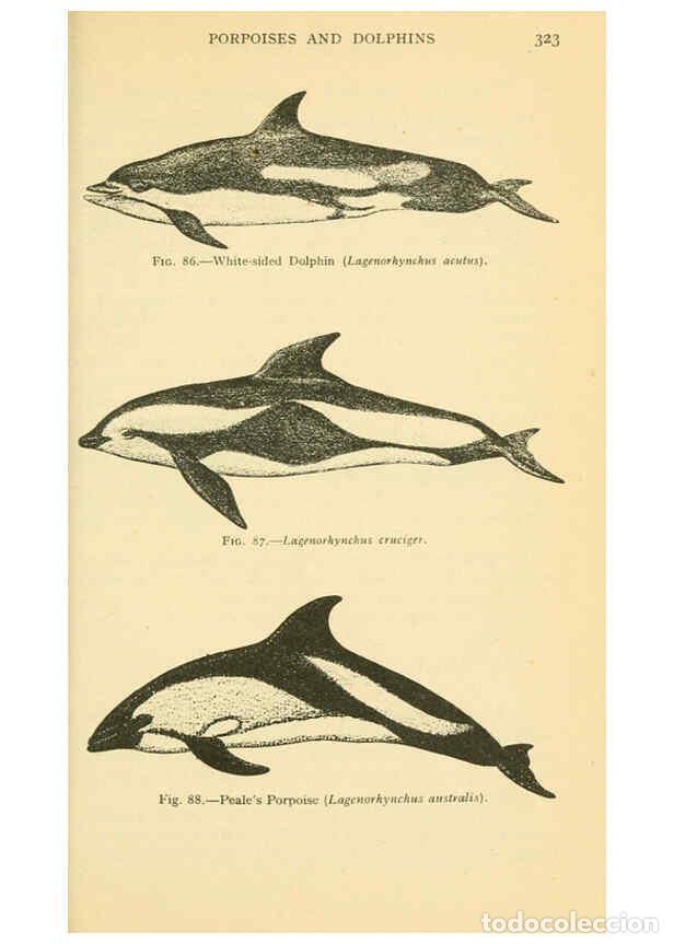 Sammeln von Zeitschriften und Zeitungen: Reproducci&oacute;n/Reproduction 6254655200: Field book of giant fishes New York,G. P. Putnam[1949] - John