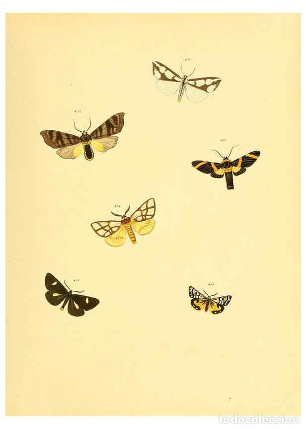 Collezionismo di Riviste e Giornali: Reproducci&oacute;n/Reproduction 6140460226: Sammlung neuer oder wenig bekannter aussereurop&auml;ischer Schmett