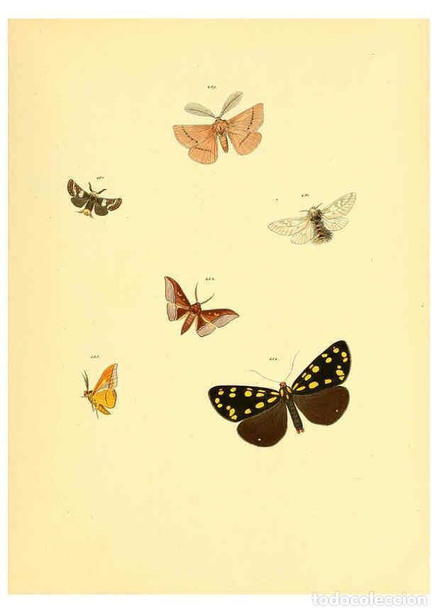 Collezionismo di Riviste e Giornali: Reproducci&oacute;n/Reproduction 6140462122: Sammlung neuer oder wenig bekannter aussereurop&auml;ischer Schmett