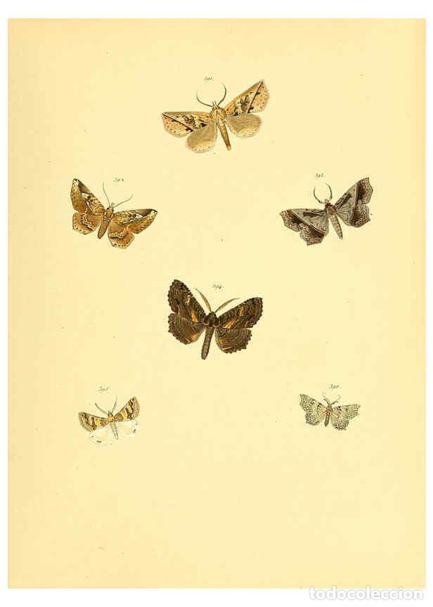 Collezionismo di Riviste e Giornali: Reproducci&oacute;n/Reproduction 6140458672: Sammlung neuer oder wenig bekannter aussereurop&auml;ischer Schmett
