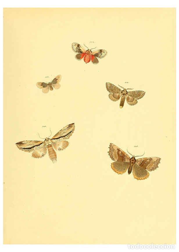 Collezionismo di Riviste e Giornali: Reproducci&oacute;n/Reproduction 6139913645: Sammlung neuer oder wenig bekannter aussereurop&auml;ischer Schmett