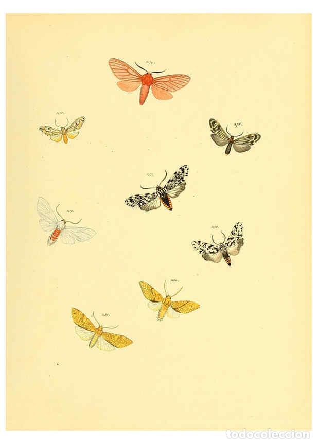 Collezionismo di Riviste e Giornali: Reproducci&oacute;n/Reproduction 6140442620: Sammlung neuer oder wenig bekannter aussereurop&auml;ischer Schmett