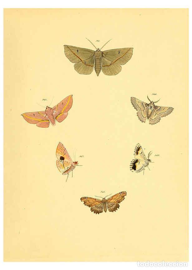Collezionismo di Riviste e Giornali: Reproducci&oacute;n/Reproduction 6140467422: Sammlung neuer oder wenig bekannter aussereurop&auml;ischer Schmett