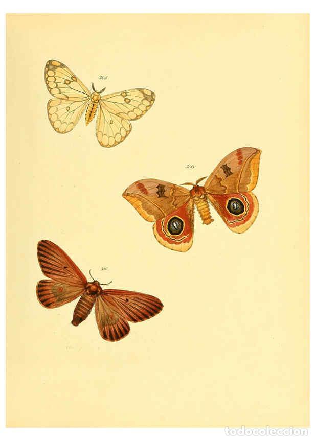 Collezionismo di Riviste e Giornali: Reproducci&oacute;n/Reproduction 6140444308: Sammlung neuer oder wenig bekannter aussereurop&auml;ischer Schmett