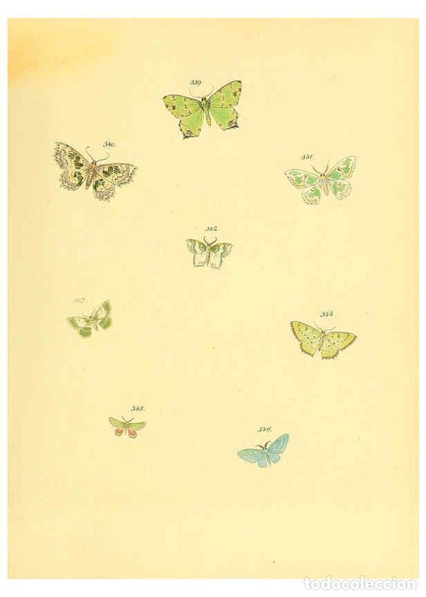 Collezionismo di Riviste e Giornali: Reproducci&oacute;n/Reproduction 6140446516: Sammlung neuer oder wenig bekannter aussereurop&auml;ischer Schmett