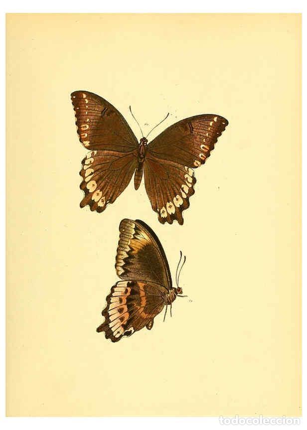 Collezionismo di Riviste e Giornali: Reproducci&oacute;n/Reproduction 6140422782: Sammlung neuer oder wenig bekannter aussereurop&auml;ischer Schmett
