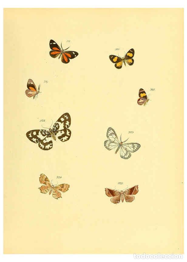 Collezionismo di Riviste e Giornali: Reproducci&oacute;n/Reproduction 6139893983: Sammlung neuer oder wenig bekannter aussereurop&auml;ischer Schmett