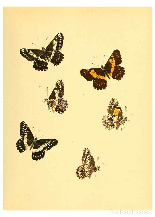 Collezionismo di Riviste e Giornali: Reproducci&oacute;n/Reproduction 6140424174: Sammlung neuer oder wenig bekannter aussereurop&auml;ischer Schmett