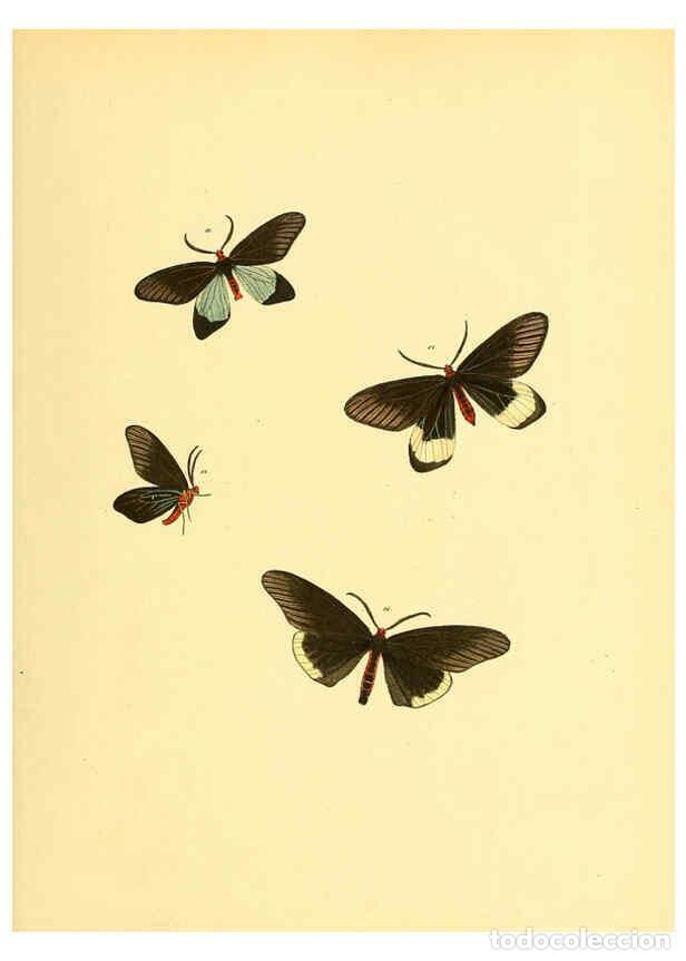 Collezionismo di Riviste e Giornali: Reproducci&oacute;n/Reproduction 6139874953: Sammlung neuer oder wenig bekannter aussereurop&auml;ischer Schmett