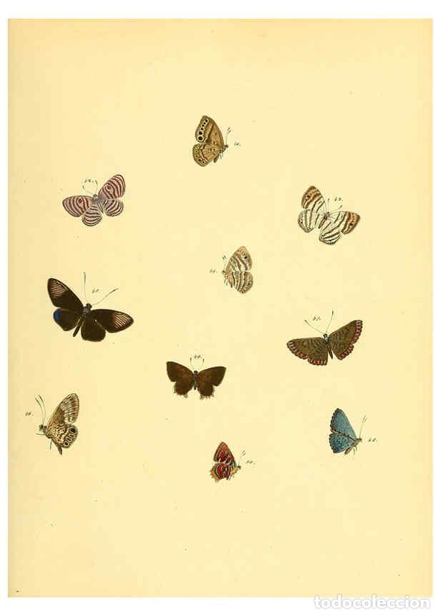 Collezionismo di Riviste e Giornali: Reproducci&oacute;n/Reproduction 6139870355: Sammlung neuer oder wenig bekannter aussereurop&auml;ischer Schmett