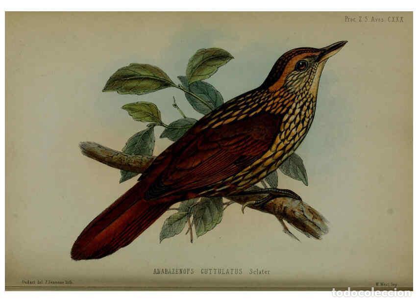 Collezionismo di Riviste e Giornali: Reproducci&oacute;n/Reproduction 6140338618: Proceedings of the Zoological Society of London. 1856 London :