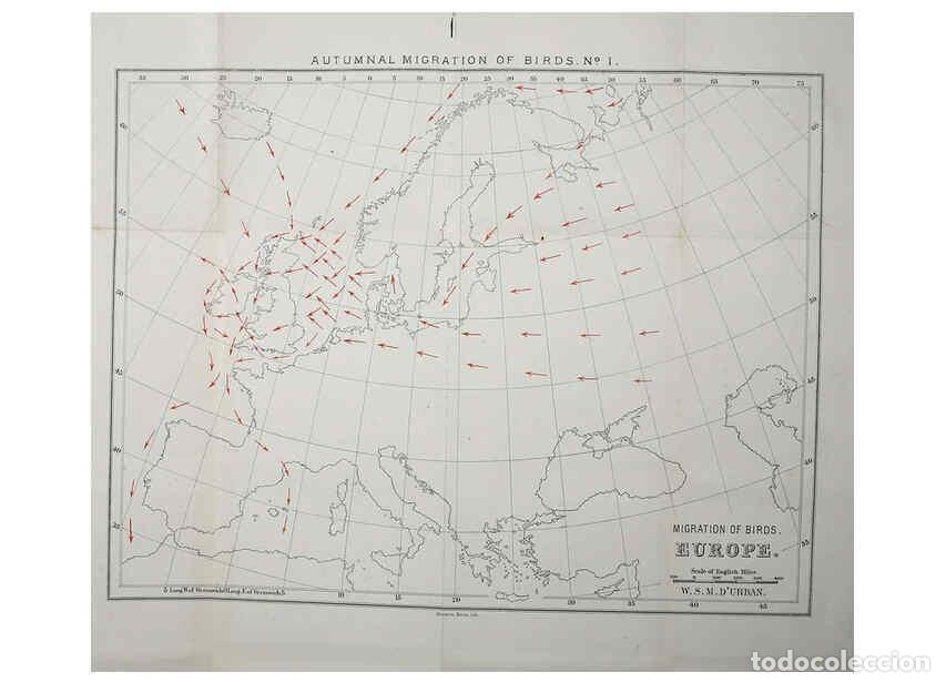 Collezionismo di Riviste e Giornali: Reproducci&oacute;n/Reproduction 6140210657: The birds of Devon London :R.H. Porter,1892 - William Samuel M