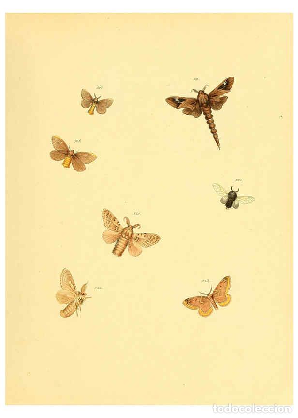 Collezionismo di Riviste e Giornali: Reproducci&oacute;n/Reproduction 6139913925: Sammlung neuer oder wenig bekannter aussereurop&auml;ischer Schmett