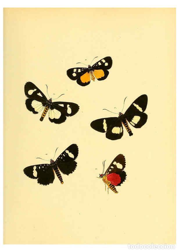 Collezionismo di Riviste e Giornali: Reproducci&oacute;n/Reproduction 6139876543: Sammlung neuer oder wenig bekannter aussereurop&auml;ischer Schmett