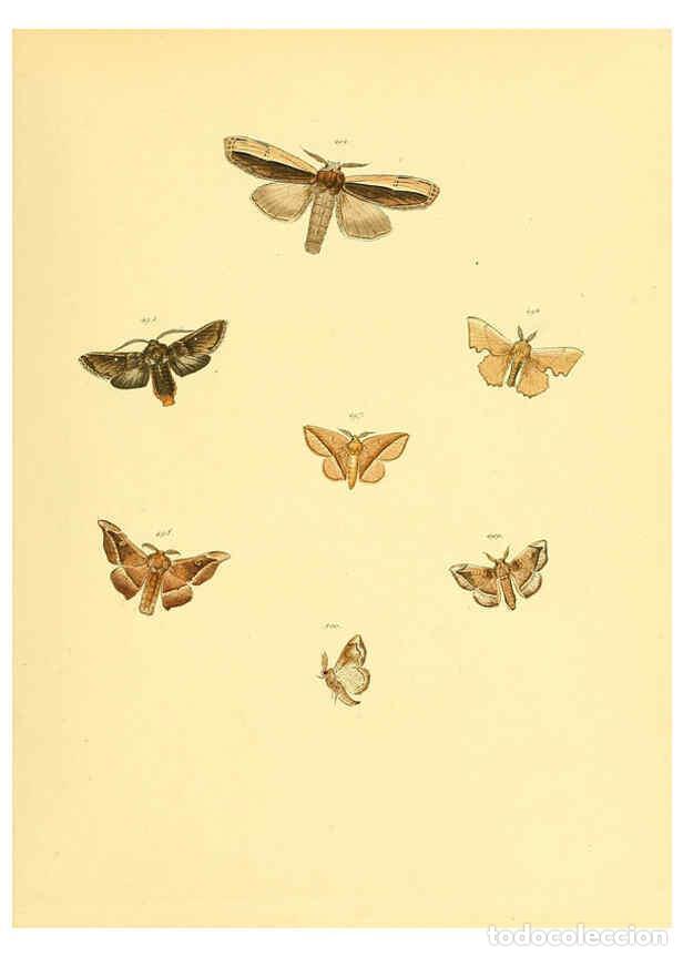 Collezionismo di Riviste e Giornali: Reproducci&oacute;n/Reproduction 6139912599: Sammlung neuer oder wenig bekannter aussereurop&auml;ischer Schmett