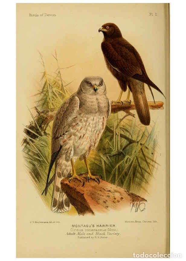 Collezionismo di Riviste e Giornali: Reproducci&oacute;n/Reproduction 6140208289: The birds of Devon London :R.H. Porter,1892 - William Samuel M