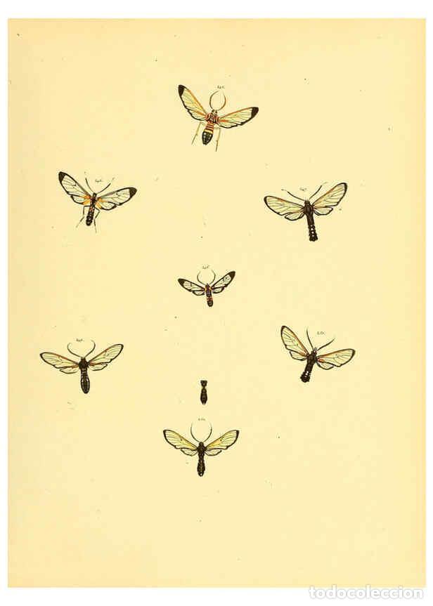 Collezionismo di Riviste e Giornali: Reproducci&oacute;n/Reproduction 6140441358: Sammlung neuer oder wenig bekannter aussereurop&auml;ischer Schmett